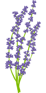 Lavender
